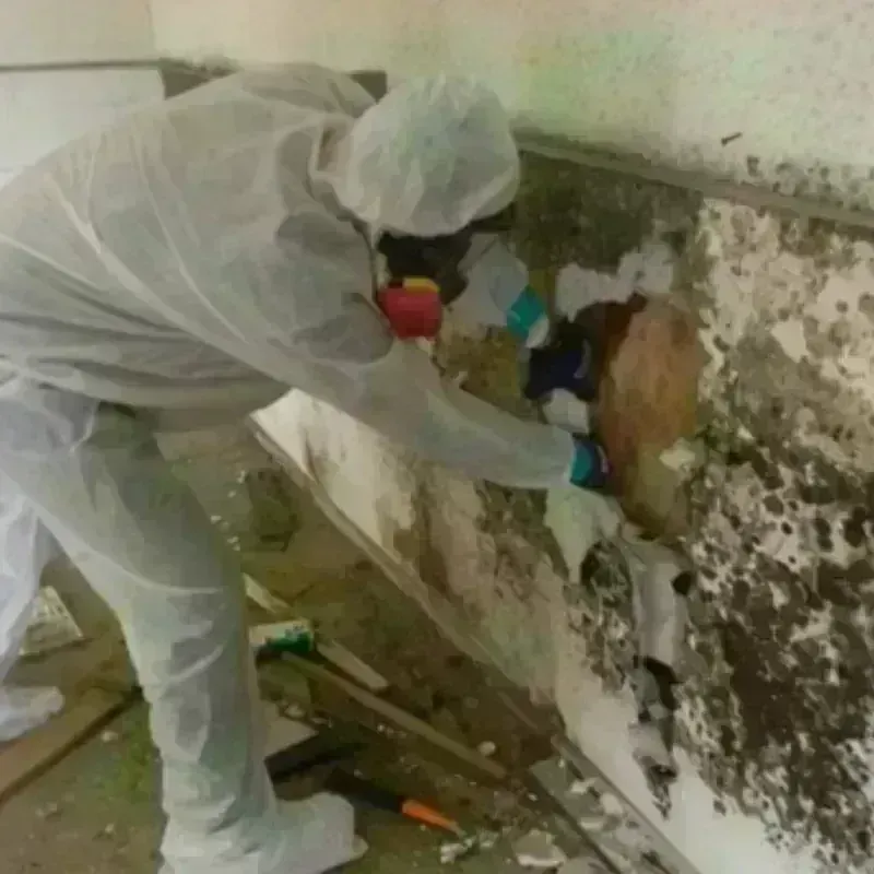 Mold Remediation and Removal in South Amherst, OH